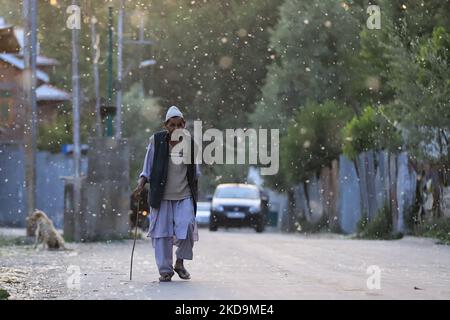 Un uomo cammina come brezza trasporta le onde di polline di pioppo russo femmina fresco a Sopore, distretto Baramulla Jammu e Kashmir India il 10 maggio 2022. Â€œPollen allergia è un rischio stagionale per la salute in Kashmir durante i mesi primaverili. I sintomi variano da irritazione nasale o bruciore, occhi acquosi accoppiati con arrossamento e rash cutanei, â€ (Foto di Nasir Kachroo/NurPhoto) Foto Stock