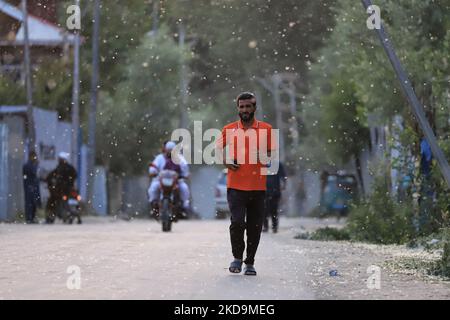 Un uomo cammina come brezza trasporta le onde di polline di pioppo russo femmina fresco a Sopore, distretto Baramulla Jammu e Kashmir India il 10 maggio 2022. Â€œPollen allergia è un rischio stagionale per la salute in Kashmir durante i mesi primaverili. I sintomi variano da irritazione nasale o bruciore, occhi acquosi accoppiati con arrossamento e rash cutanei, â€ (Foto di Nasir Kachroo/NurPhoto) Foto Stock