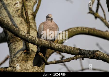 Primo piano di una colomba africana (Streptopelia roseogrisea) arroccata su un ramo di albero Foto Stock