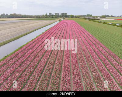 Vista panoramica aerea da un drone dei magici campi di tulipani olandesi durante la stagione primaverile. Magica stagione primaverile olandese con i bulbi dei fiori di tulipano che fioriscono nei campi colorati di rosso, bianco, arancione, giallo e altri colori oltre ai giacinti blu e viola, giallo e bianco Daffodil, piante di Narcissus. La posizione dei campi specifici è vicino a Lisse vicino ad Amsterdam. I Paesi Bassi esportano fiori, le esportazioni agricole olandesi sono in crescita e hanno superato i 100bn euro nel 2021, i prodotti esportati più venduti sono fiori, piante, bulbi e prodotti per vivai. T Foto Stock