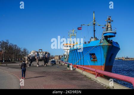 Una gigantesca statua di mucca di dimensioni navali sul fiume Venta è vista a Ventspils, Lettonia il 3 maggio 2022 la città lettone di Ventspils è piena di decine di statue di mucche che mostrano temi unici. City ha ospitato due volte la CowParade internazionale, una volta nel 2002 e una volta nel 2012. L'evento è considerato uno dei più grandi eventi artistici al mondo e presenta decine di sculture di mucche. (Foto di Michal Fludra/NurPhoto) Foto Stock