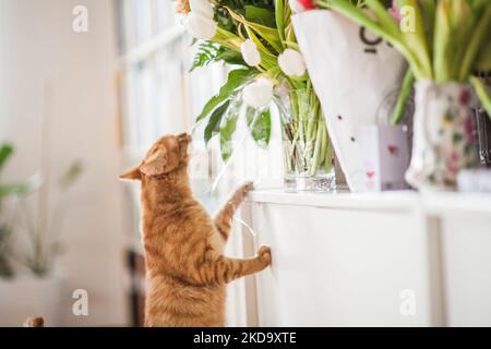 Un gatto zenzero carino sniffing i fiori all'interno di una casa in luce del giorno Foto Stock