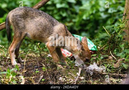 Due giovani sciacalli dorati (Canis aureus) stanno cercando di trovare cibo da un sacchetto di plastica in una foresta la sera. Quando mangiano hanno fatto varie espressioni e urla. Gli animali affamati di solito odorano cibo in contenitori e sacchetti di plastica, se riescono a mangiare la plastica (rifiuti non biodegradabili); può anche causare blocchi intestinali e può diventare fatale per quell'animale. Questa foto è stata scattata a Tehatta, West Bengala, India, il 16/05/2022. (Foto di Soumyabrata Roy/NurPhoto) Foto Stock