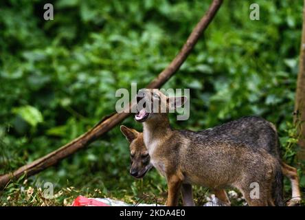 Due giovani sciacalli dorati (Canis aureus) stanno cercando di trovare cibo da un sacchetto di plastica in una foresta la sera. Quando mangiano hanno fatto varie espressioni e urla. Gli animali affamati di solito odorano cibo in contenitori e sacchetti di plastica, se riescono a mangiare la plastica (rifiuti non biodegradabili); può anche causare blocchi intestinali e può diventare fatale per quell'animale. Questa foto è stata scattata a Tehatta, West Bengala, India, il 16/05/2022. (Foto di Soumyabrata Roy/NurPhoto) Foto Stock