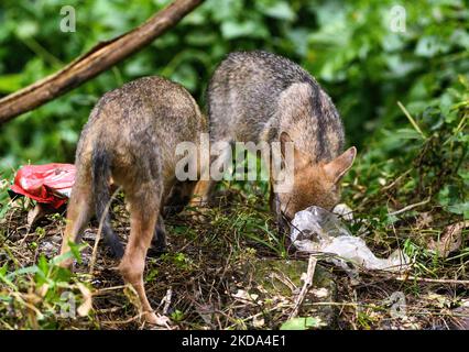 Due giovani sciacalli dorati (Canis aureus) stanno cercando di trovare cibo da un sacchetto di plastica in una foresta la sera. Quando mangiano hanno fatto varie espressioni e urla. Gli animali affamati di solito odorano cibo in contenitori e sacchetti di plastica, se riescono a mangiare la plastica (rifiuti non biodegradabili); può anche causare blocchi intestinali e può diventare fatale per quell'animale. Questa foto è stata scattata a Tehatta, West Bengala, India, il 16/05/2022. (Foto di Soumyabrata Roy/NurPhoto) Foto Stock