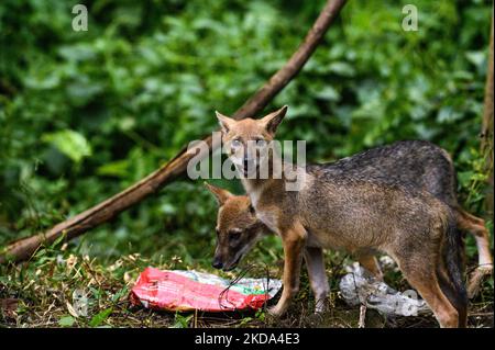 Due giovani sciacalli dorati (Canis aureus) stanno cercando di trovare cibo da un sacchetto di plastica in una foresta la sera. Quando mangiano hanno fatto varie espressioni e urla. Gli animali affamati di solito odorano cibo in contenitori e sacchetti di plastica, se riescono a mangiare la plastica (rifiuti non biodegradabili); può anche causare blocchi intestinali e può diventare fatale per quell'animale. Questa foto è stata scattata a Tehatta, West Bengala, India, il 16/05/2022. (Foto di Soumyabrata Roy/NurPhoto) Foto Stock