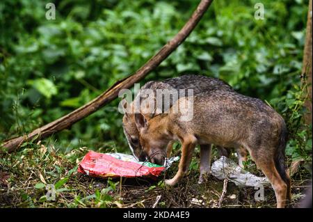 Due giovani sciacalli dorati (Canis aureus) stanno cercando di trovare cibo da un sacchetto di plastica in una foresta la sera. Quando mangiano hanno fatto varie espressioni e urla. Gli animali affamati di solito odorano cibo in contenitori e sacchetti di plastica, se riescono a mangiare la plastica (rifiuti non biodegradabili); può anche causare blocchi intestinali e può diventare fatale per quell'animale. Questa foto è stata scattata a Tehatta, West Bengala, India, il 16/05/2022. (Foto di Soumyabrata Roy/NurPhoto) Foto Stock