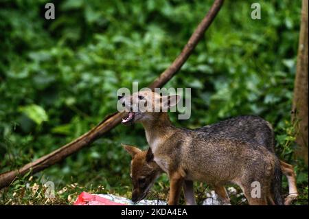 Due giovani sciacalli dorati (Canis aureus) stanno cercando di trovare cibo da un sacchetto di plastica in una foresta la sera. Quando mangiano hanno fatto varie espressioni e urla. Gli animali affamati di solito odorano cibo in contenitori e sacchetti di plastica, se riescono a mangiare la plastica (rifiuti non biodegradabili); può anche causare blocchi intestinali e può diventare fatale per quell'animale. Questa foto è stata scattata a Tehatta, West Bengala, India, il 16/05/2022. (Foto di Soumyabrata Roy/NurPhoto) Foto Stock