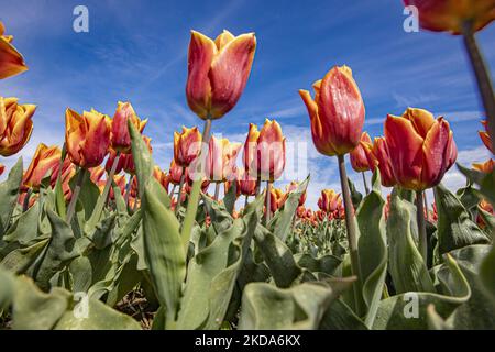 Primo piano con tulipani arancioni - rossi contro il cielo blu. I magici campi di tulipani olandesi durante la stagione primaverile. Vista panoramica e primo piano dei campi di tulipani rossi e arancioni nei pressi di un sito di produzione e di un trattore. Magica stagione primaverile olandese con i bulbi dei fiori di tulipano che fioriscono nei campi colorati di rosso, bianco, arancione, giallo e altri colori oltre ai giacinti blu e viola, giallo e bianco Daffodil, piante di Narcissus. La posizione dei campi specifici è vicino a Lisse vicino ad Amsterdam. I Paesi Bassi esportano fiori, le esportazioni agricole olandesi sono in crescita e al top Foto Stock