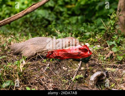 Una scimmia grigia indiana selvaggia (Herpestes edwardsii) indagò e giocò con una plastica scartata nella foresta. Gli animali affamati di solito odorano cibo in contenitori e sacchetti di plastica, se riescono a mangiare la plastica (rifiuti non biodegradabili); può anche causare blocchi intestinali e può diventare fatale per quell'animale. Questa foto è stata scattata a Tehatta, West Bengala, India, il 16 maggio 2022. (Foto di Soumyabrata Roy/NurPhoto) Foto Stock