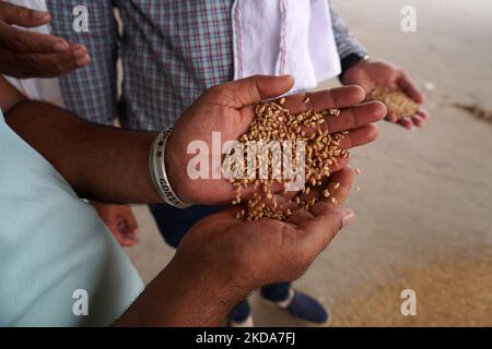 Un commerciante controlla la qualità del grano in un mercato all'ingrosso del grano vicino a Sonipat, alla periferia di Nuova Delhi, India il 17 maggio 2022. L'India ha vietato l'esportazione di grano in mezzo alla continua pressione inflazionistica e alla sicurezza alimentare dei suoi 1,4 miliardi di persone. I prezzi globali delle materie prime, compreso il grano, sono aumentati a livello internazionale a causa della carenza di offerta dovuta all'invasione russa dell'Ucraina, che rappresenta quasi il 14% delle esportazioni globali. (Foto di Mayank Makhija/NurPhoto) Foto Stock