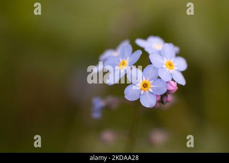 Un primo piano di minuscoli veri e propri "forget-me-not" (Myosotis scorpioides) su sfondo sfocato Foto Stock