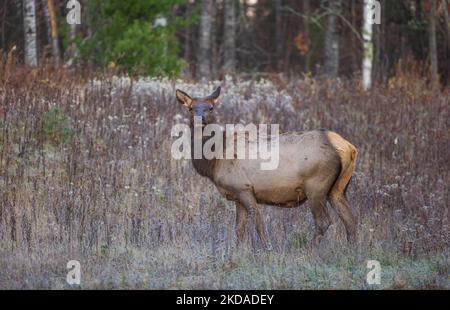 Elk a Clam Lake, Wisconsin. Foto Stock