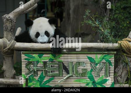 Un cucciolo di panda gigante femminile di nome Sheng Yi che significa â€œpeaceâ€ e â€œfriendshipâ€ durante una cerimonia di nomina allo Zoo Nazionale di Kuala Lumpur il 25 maggio 2022. Sheng Yi è il terzo cucciolo nato da un paio di panda giganti in Malesia, Xing Xing e Liang Liang. (Foto di Zahim Mohd/NurPhoto) Foto Stock