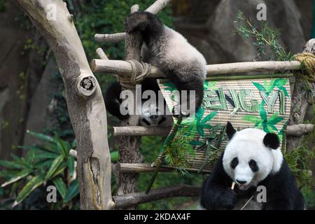 Un cucciolo di panda gigante di nome Sheng Yi (L) foreggia sulle foglie di bambù durante una cerimonia di denominazione presso lo zoo nazionale di Kuala Lumpur il 25 maggio 2022. Sheng Yi è il terzo cucciolo nato da un paio di panda giganti in Malesia, Xing Xing e Liang Liang. (Foto di Zahim Mohd/NurPhoto) Foto Stock