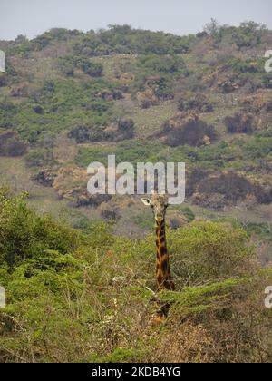 Parco Nazionale di Akagera, Rwanda, 26th agosto 2022 Una giraffa ÒtowerÓ, nel Parco Nazionale di Akagera, Rwanda. Foto Stock