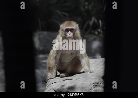 Una scimmia all'interno di una gabbia allo zoo Chapultepec di Città del Messico. Questo fine settimana, Hugo Lopez-Gatell Ramirez, sottosegretario messicano alla prevenzione e alla promozione della salute, ha confermato il primo caso importato di vaiolo nel paese. Il caso è un uomo di 50 anni, residente permanente a New York City, probabilmente infetto nei Paesi Bassi e trattato a Città del Messico. (Foto di Gerardo Vieyra/NurPhoto) Foto Stock