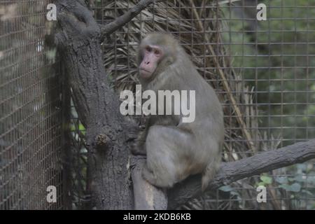 Una scimmia all'interno di una gabbia allo zoo Chapultepec di Città del Messico. Questo fine settimana, Hugo Lopez-Gatell Ramirez, sottosegretario messicano alla prevenzione e alla promozione della salute, ha confermato il primo caso importato di vaiolo nel paese. Il caso è un uomo di 50 anni, residente permanente a New York City, probabilmente infetto nei Paesi Bassi e trattato a Città del Messico. (Foto di Gerardo Vieyra/NurPhoto) Foto Stock