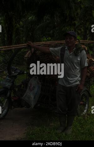 Un lavoratore è visto caricare frutta di olio di palma su un pedicab durante il tempo di raccolta in una piantagione a Bandar Khalipah, Perrut sei Tuan, provincia di Sumatra settentrionale, Indonesia il 31 maggio 2022. Le piantagioni indonesiane di piccoli proprietari vendono al mulino principale i prezzi della frutta a olio di palma a 1,16 USD per chilogrammo rispetto al prezzo precedente di circa USD2,06. (Foto di Sutanta Aditya/NurPhoto) Foto Stock