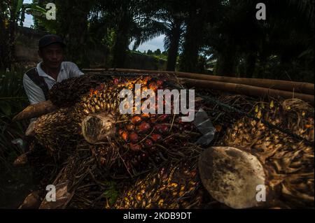 Un lavoratore è visto caricare frutta di olio di palma su un pedicab durante il tempo di raccolta in una piantagione a Bandar Khalipah, Perrut sei Tuan, provincia di Sumatra settentrionale, Indonesia il 31 maggio 2022. Le piantagioni indonesiane di piccoli proprietari vendono al mulino principale i prezzi della frutta a olio di palma a 1,16 USD per chilogrammo rispetto al prezzo precedente di circa USD2,06. (Foto di Sutanta Aditya/NurPhoto) Foto Stock