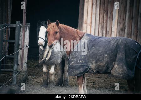 Due cavalli con coperte che guardano verso lo spettatore e che si trovano di fronte ad un fienile in baviera Foto Stock