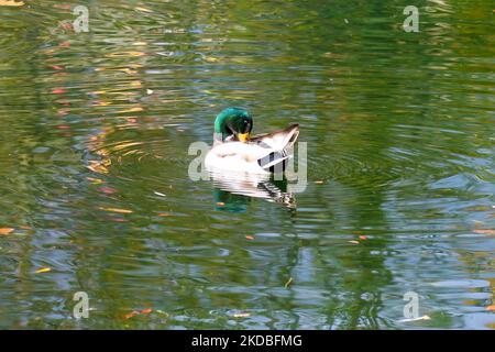 Un'anatra mallard maschio carina che si prepresta in un lago in una giornata di sole Foto Stock