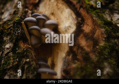 Una frizione sana di funghi di ostriche fresche che crescono dalla base di un albero morto. Funghi in una foresta autunnale utilizzando. Foto Stock