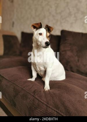 Un bel cane Jack Russell Terrier (Canis lupus familiaris) seduto su un divano marrone Foto Stock