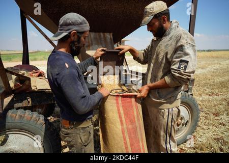 I contadini siriani confezionare sacchi di grano durante la stagione di raccolta a Binnish vicino a Idlib nella Siria nordoccidentale (Foto di Karam Almasri/NurPhoto) Foto Stock