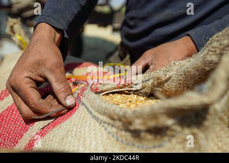 I contadini siriani confezionare sacchi di grano durante la stagione di raccolta a Binnish vicino a Idlib nella Siria nordoccidentale (Foto di Karam Almasri/NurPhoto) Foto Stock