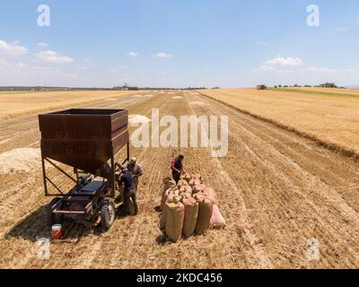 I contadini siriani confezionare sacchi di grano durante la stagione di raccolta a Binnish vicino a Idlib nella Siria nordoccidentale (Foto di Karam Almasri/NurPhoto) Foto Stock