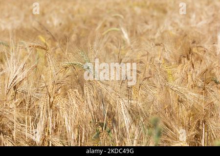 Un campo di grano è visto a Wesseling vicino Colonia, Germania il 15 giugno 2022 come i prezzi globali per il grano salito? (Foto di Ying Tang/NurPhoto) Foto Stock