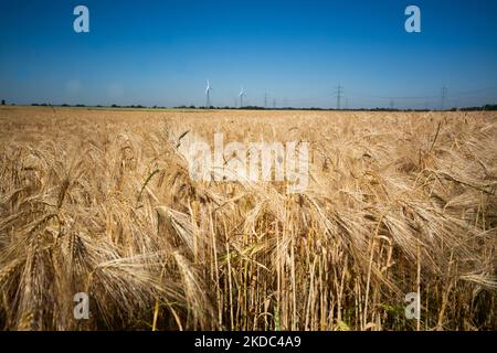 Un campo di grano è visto a Wesseling vicino Colonia, Germania il 15 giugno 2022 come i prezzi globali per il grano salito? (Foto di Ying Tang/NurPhoto) Foto Stock