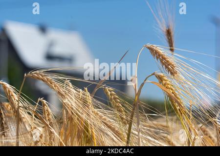 Un campo di grano è visto a Wesseling vicino Colonia, Germania il 15 giugno 2022 come i prezzi globali per il grano salito? (Foto di Ying Tang/NurPhoto) Foto Stock