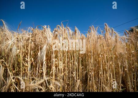 Un campo di grano è visto a Wesseling vicino Colonia, Germania il 15 giugno 2022 come i prezzi globali per il grano salito? (Foto di Ying Tang/NurPhoto) Foto Stock