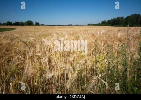 Un campo di grano è visto a Wesseling vicino Colonia, Germania il 15 giugno 2022 come i prezzi globali per il grano salito? (Foto di Ying Tang/NurPhoto) Foto Stock