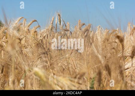 Un campo di grano è visto a Wesseling vicino Colonia, Germania il 15 giugno 2022 come i prezzi globali per il grano salito? (Foto di Ying Tang/NurPhoto) Foto Stock