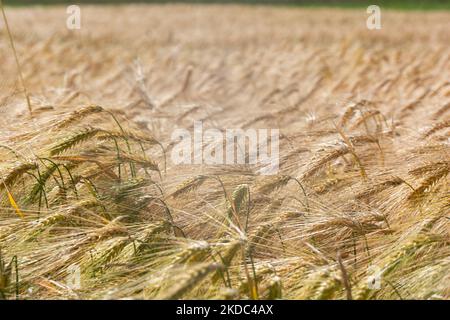 Un campo di grano è visto a Wesseling vicino Colonia, Germania il 15 giugno 2022 come i prezzi globali per il grano salito? (Foto di Ying Tang/NurPhoto) Foto Stock