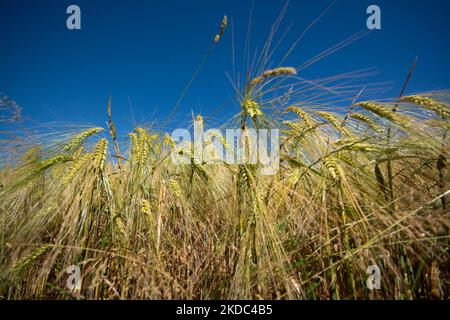 Un campo di grano è visto a Wesseling vicino Colonia, Germania il 15 giugno 2022 come i prezzi globali per il grano salito? (Foto di Ying Tang/NurPhoto) Foto Stock