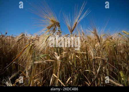 Un campo di grano è visto a Wesseling vicino Colonia, Germania il 15 giugno 2022 come i prezzi globali per il grano salito? (Foto di Ying Tang/NurPhoto) Foto Stock