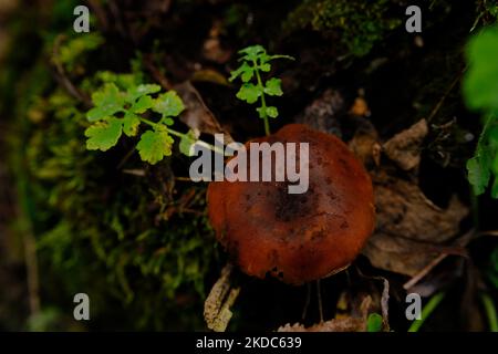 Mortale webcap Cortinarius rubellus fungo velenoso nella foresta. Foto Stock