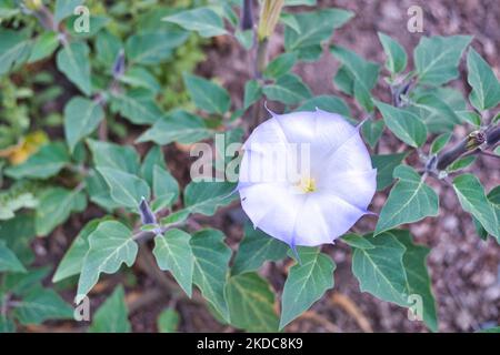 Un primo piano dei jimsonweeds (Datura) Foto Stock