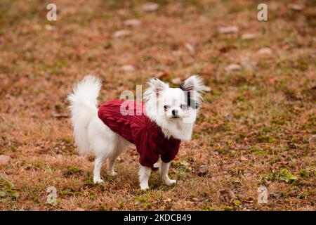 Bella Chihuahua con capelli lunghi e un maglione di lana rosso nella stagione autunnale. Bianco e nero Longhair Chihuahua con un vestito rosso in autunno le Foto Stock