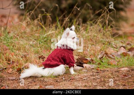 Bella Chihuahua con capelli lunghi e un maglione di lana rosso nella stagione autunnale. Bianco e nero Longhair Chihuahua con un vestito rosso in autunno le Foto Stock