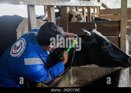 Un veterinario mostra i segni di una vacca che è stata vaccinata la malattia della bocca e delle unghie (FMD) il 20 giugno 2022, a Cilembu, Sumedang Regency, West Java, Indonesia. Il governo di West Java ha come obiettivo quello di fornire, nella prima settimana, la vaccinazione contro le malattie della bocca e delle unghie (PMK) per 2.000 mucche in cinque zone di allevamento del bestiame di West Java come Bandung Regency, West Bandung Regency, Garut, Kuningan e Sumedang. (Foto di Algi Libri Sugita/NurPhoto) Foto Stock