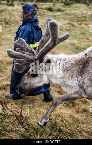 Una donna della tribù nomade Tsaatan che cammina all'aperto con una renna bianca nella Mongolia settentrionale Foto Stock