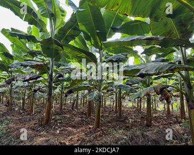 Piantagione di banane a Ooruttambalam, Kerala, India, il 13 maggio 2022. (Foto di Creative Touch Imaging Ltd./NurPhoto) Foto Stock