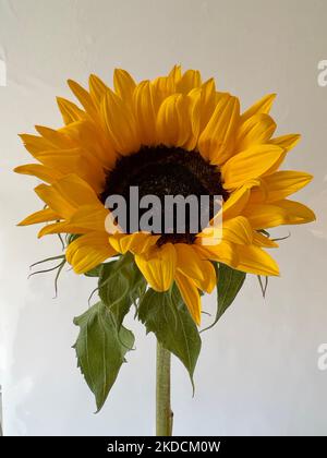 Girasole Foto Stock