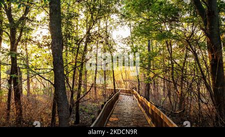 Una passerella conduce attraverso un'area boscosa con luce solare che filtra attraverso gli alberi in un'area protetta vicino a St. Charles, MO Foto Stock