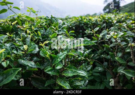 Le lavoratrici del tè stanno strappando le foglie del tè durante il monsone nuvoloso al giardino del tè dell'era britannica Orange Valley Tea Garden sparso su un'area di 347,26 ettari (858,1 acri) ad un'altitudine che varia da 3.500 a 6.000 piedi (1.100 a 1.800 m) sopra il livello medio del mare, È un giardino bio-biologico che produce principalmente tè nero a Darjeeling, Bengala Occidentale, India il 11/06/2022. L'India è il secondo paese produttore di tè al mondo dopo la Cina. I salari delle lavoratrici del tè povere sono molto bassi e la maggior parte di loro provengono dal vicino Nepal in cerca di lavoro. (Foto di Soumyabrata Roy/NurPho Foto Stock